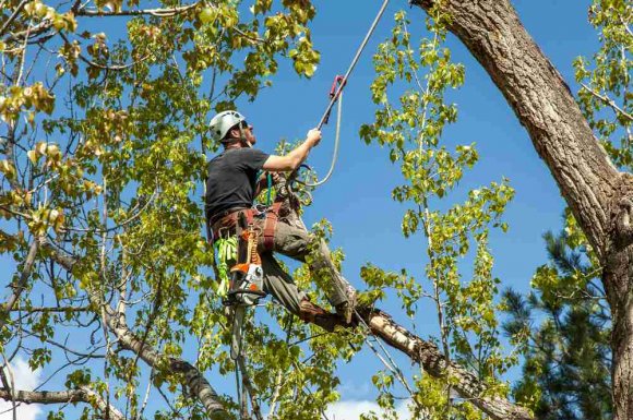 Élaguer un arbre  difficile d'accès en toute sécurité - Saint-Denis - KREATIVE