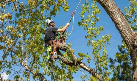 Élaguer un arbre  difficile d'accès en toute sécurité - Saint-Denis - KREATIVE