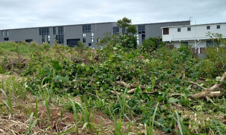 KREATIVE vos élagueurs ont réalisé l'abattage de divers arbres à Sainte-Marie 97438