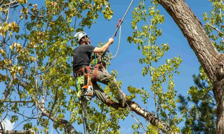 Élagage d'arbre difficile d'accès - Saint-Denis - KREATIVE